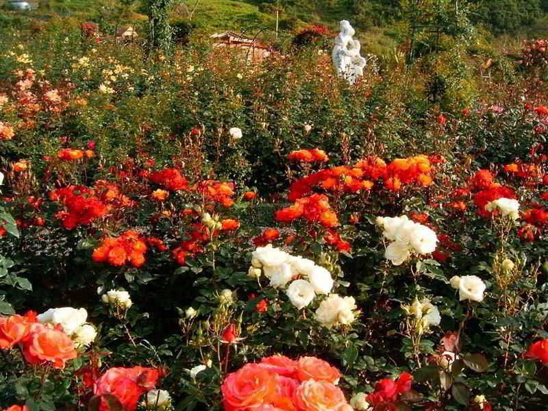 Aldeamento Turístico Pestana Quinta Do Arco Nature & Rose Garden